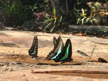 Close-up of butterfly on land