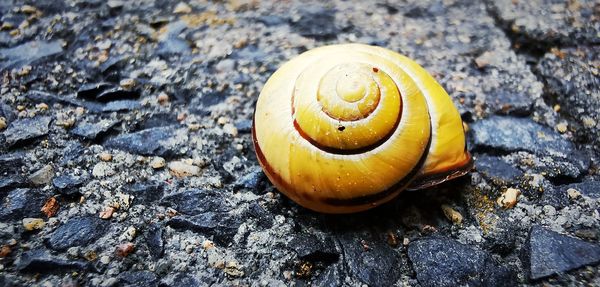 Close-up of snail