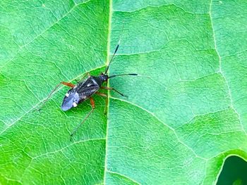 High angle view of insect on leaf