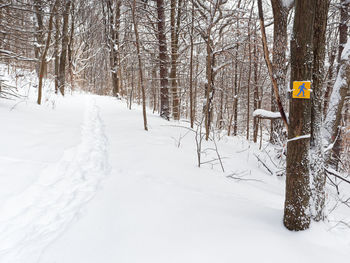 Snow covered land and trees during winter