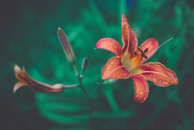 Close-up of red flowering plant
