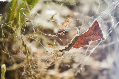 Close-up of spider web on dry leaf