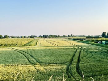 Scenic view of agricultural field against clear sky
