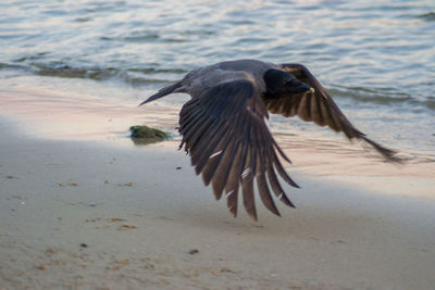 Bird flying over beach