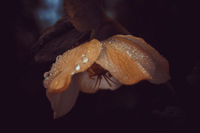 macro photography