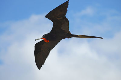 Low angle view of bird flying