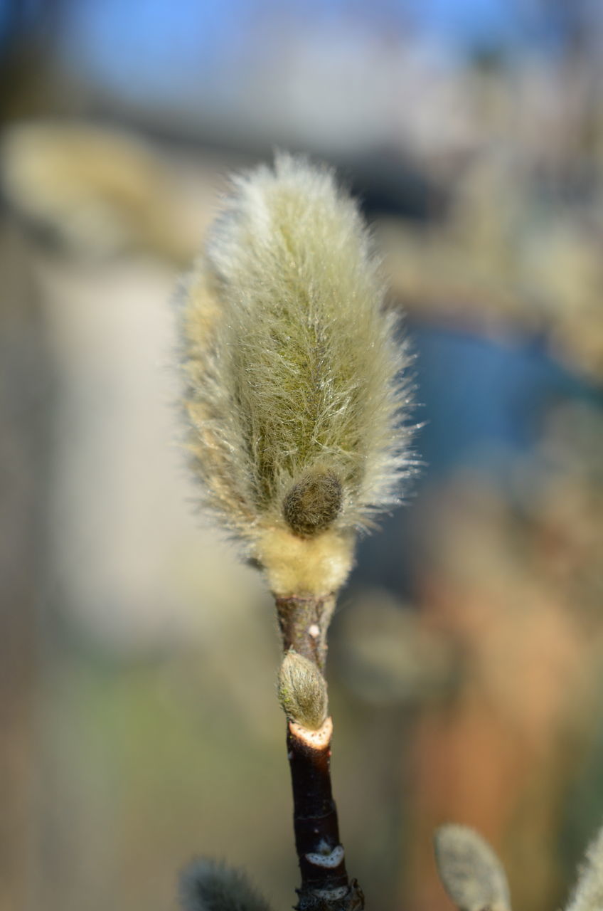 CLOSE-UP OF DANDELION ON PLANT