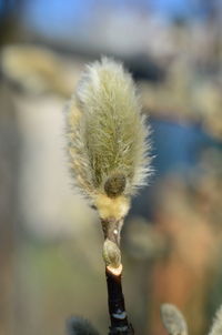 Close-up of dandelion flower