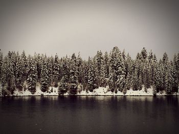 Reflection of trees in water