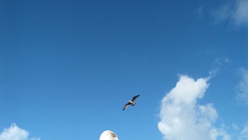 Low angle view of seagulls flying in sky