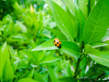 Close-up of ladybug on leaf
