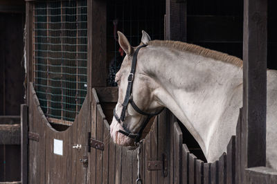 View of horse in stable