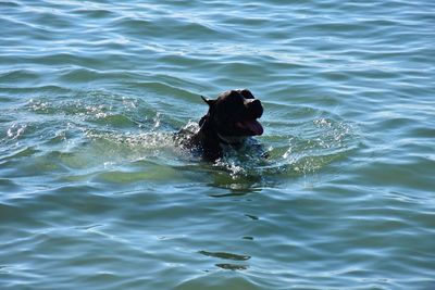 Dog swimming in water