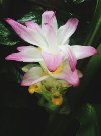 Close-up of pink flower