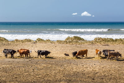 Horses on beach against sky