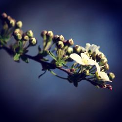 Close-up of flowers on twig