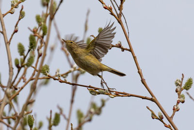 Low angle view of bird perching on branch against sky