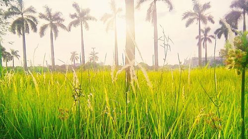 Scenic view of grassy field against sky