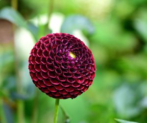 Close-up of red flowering plant