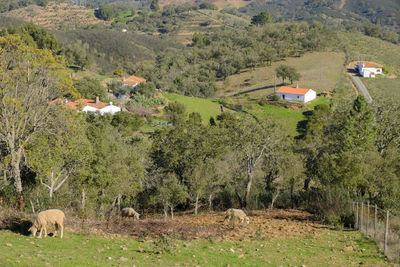 Scenic view of agricultural field