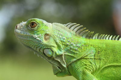 Close-up of iguana