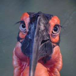 Close-up of bird