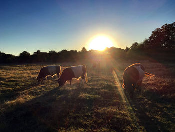 Cows grazing on field against sky during sunset