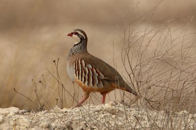 Close-up of bird perching on a field