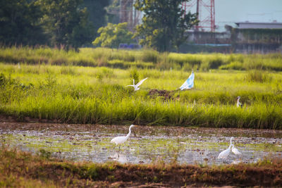 Birds flying over lake