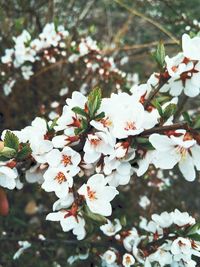 Close-up of apple blossoms in spring