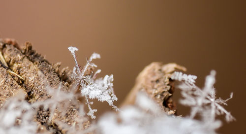 Close-up of snow flakes on wood