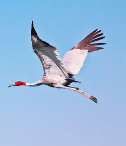 Low angle view of bird flying against clear sky