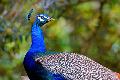 Close-up of peacock looking away