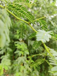 Close-up of leaves