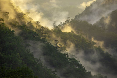 Scenic view of trees against sky during foggy weather