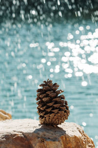 Close-up of pine cone on rock in sea