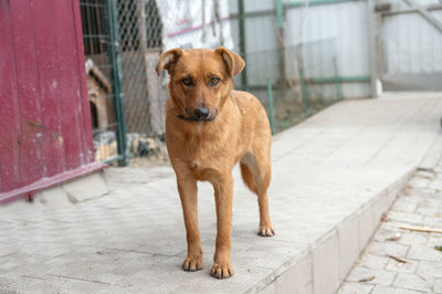 Dog waiting for adoption in animal shelter. homeless dog in the shelter. stray animals concept.