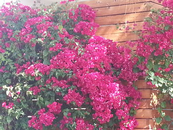 Close-up of pink flowers