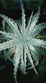 Close-up of wet leaves during winter