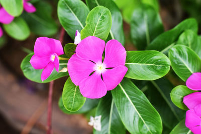 Close-up of pink flowering plant