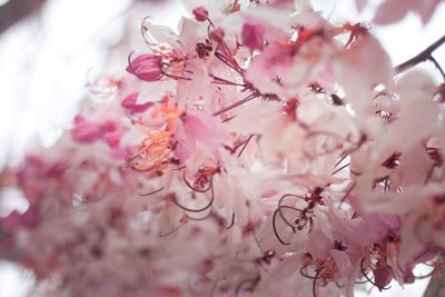 Close-up of pink cherry blossom