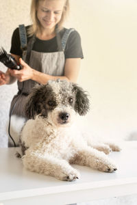 Young woman grooming dog at salon