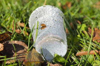 Close-up of lizard on grass