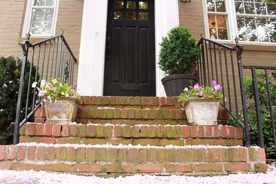 Flower plants against brick wall