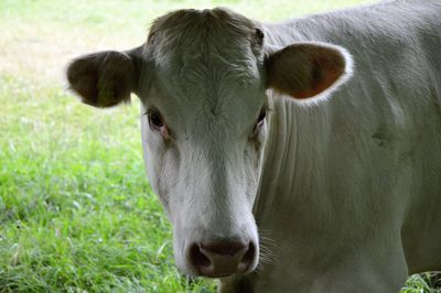 Portrait of cow on field