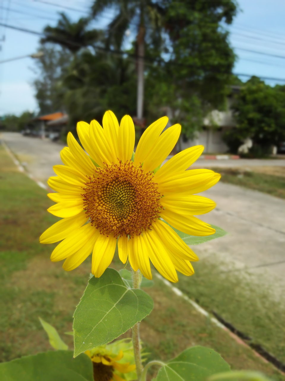 CLOSE-UP OF SUNFLOWER