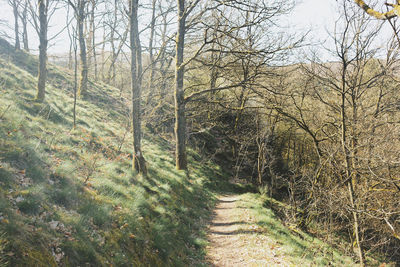 Trees growing in forest