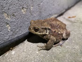 Close-up of frog on rock