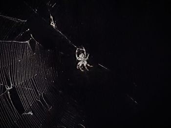 Close-up of spider on web