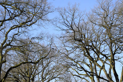 Low angle view of bare trees against clear sky